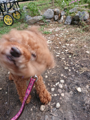 f:id:roukenhome-ann:20190808082645j:plain f:id:roukenhome-ann:20190808082645j:plain