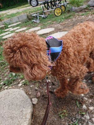 f:id:roukenhome-ann:20190808082655j:plain f:id:roukenhome-ann:20190808082655j:plain
