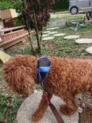 f:id:roukenhome-ann:20190808082659j:plain f:id:roukenhome-ann:20190808082659j:plain