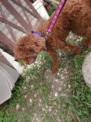 f:id:roukenhome-ann:20190808082704j:plain f:id:roukenhome-ann:20190808082704j:plain