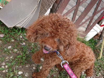 f:id:roukenhome-ann:20190808082709j:plain f:id:roukenhome-ann:20190808082709j:plain