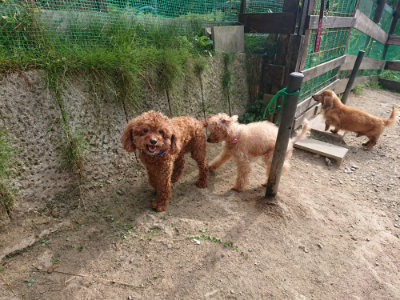 f:id:roukenhome-ann:20190808082734j:plain f:id:roukenhome-ann:20190808082734j:plain