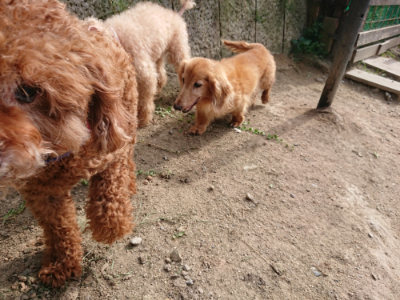 f:id:roukenhome-ann:20190808082800j:plain f:id:roukenhome-ann:20190808082800j:plain