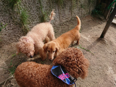 f:id:roukenhome-ann:20190808082814j:plain f:id:roukenhome-ann:20190808082814j:plain