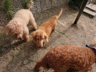 f:id:roukenhome-ann:20190808082819j:plain f:id:roukenhome-ann:20190808082819j:plain