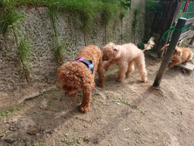 f:id:roukenhome-ann:20190808082829j:plain f:id:roukenhome-ann:20190808082829j:plain