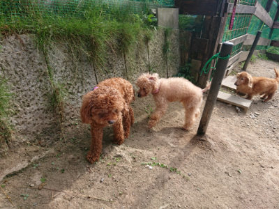 f:id:roukenhome-ann:20190808082845j:plain f:id:roukenhome-ann:20190808082845j:plain
