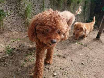 f:id:roukenhome-ann:20190808082850j:plain f:id:roukenhome-ann:20190808082850j:plain
