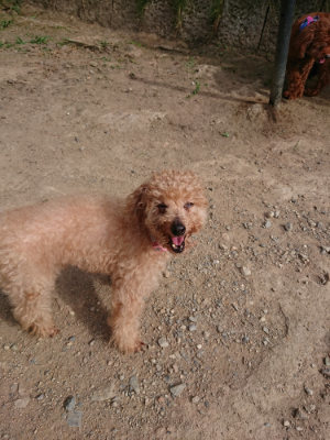 f:id:roukenhome-ann:20190808083359j:plain f:id:roukenhome-ann:20190808083359j:plain
