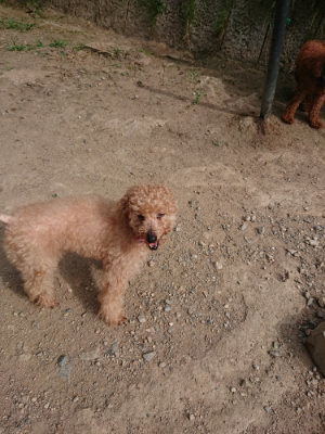 f:id:roukenhome-ann:20190808083445j:plain f:id:roukenhome-ann:20190808083445j:plain