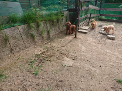 f:id:roukenhome-ann:20190808084325j:plain f:id:roukenhome-ann:20190808084325j:plain