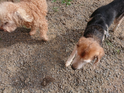 f:id:roukenhome-ann:20190808084641j:plain f:id:roukenhome-ann:20190808084641j:plain