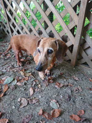 f:id:roukenhome-ann:20190808102148j:plain f:id:roukenhome-ann:20190808102148j:plain