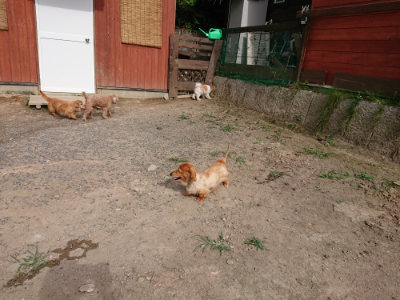 f:id:roukenhome-ann:20190808102233j:plain f:id:roukenhome-ann:20190808102233j:plain