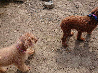f:id:roukenhome-ann:20190808103009j:plain f:id:roukenhome-ann:20190808103009j:plain