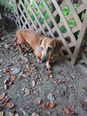 f:id:roukenhome-ann:20190808103106j:plain f:id:roukenhome-ann:20190808103106j:plain