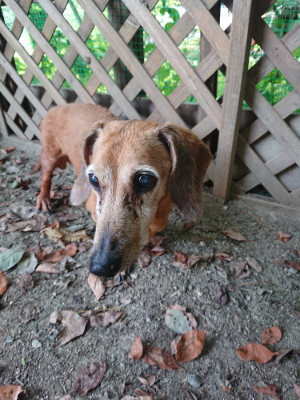f:id:roukenhome-ann:20190808103326j:plain f:id:roukenhome-ann:20190808103326j:plain