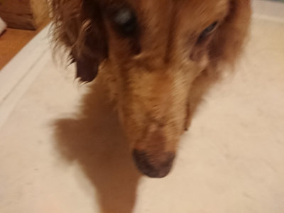 f:id:roukenhome-ann:20190808105105j:plain f:id:roukenhome-ann:20190808105105j:plain