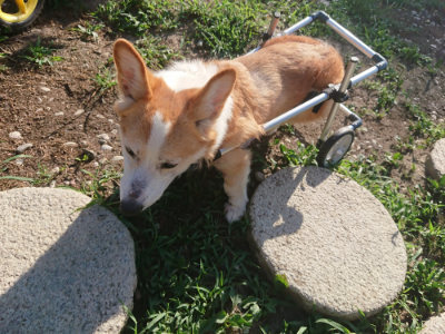 f:id:roukenhome-ann:20190808105148j:plain f:id:roukenhome-ann:20190808105148j:plain