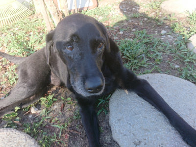 f:id:roukenhome-ann:20190808105835j:plain f:id:roukenhome-ann:20190808105835j:plain