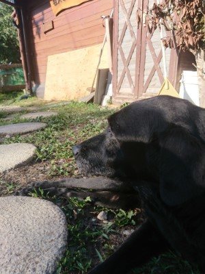 f:id:roukenhome-ann:20190808110013j:plain f:id:roukenhome-ann:20190808110013j:plain