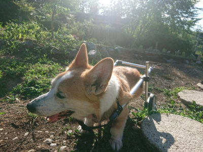 f:id:roukenhome-ann:20190808110858j:plain f:id:roukenhome-ann:20190808110858j:plain