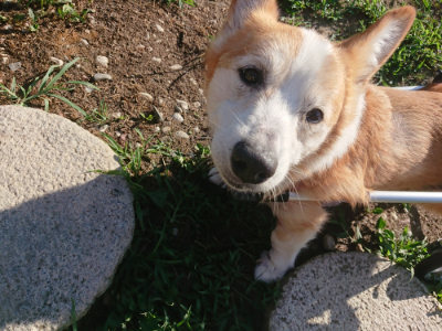 f:id:roukenhome-ann:20190808111020j:plain f:id:roukenhome-ann:20190808111020j:plain