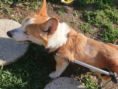 f:id:roukenhome-ann:20190808111125j:plain f:id:roukenhome-ann:20190808111125j:plain