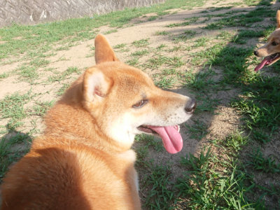 f:id:roukenhome-ann:20190808111210j:plain f:id:roukenhome-ann:20190808111210j:plain