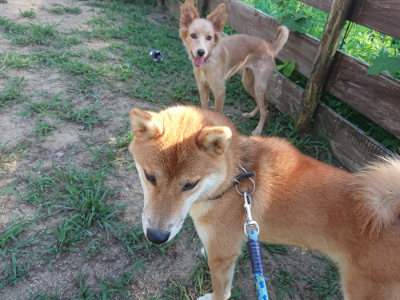 f:id:roukenhome-ann:20190808111245j:plain f:id:roukenhome-ann:20190808111245j:plain