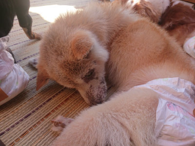 f:id:roukenhome-ann:20190808111813j:plain f:id:roukenhome-ann:20190808111813j:plain