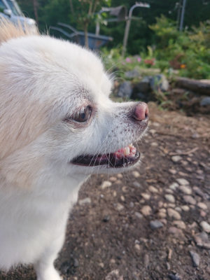 f:id:roukenhome-ann:20190808111822j:plain f:id:roukenhome-ann:20190808111822j:plain