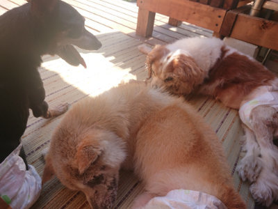 f:id:roukenhome-ann:20190808111938j:plain f:id:roukenhome-ann:20190808111938j:plain