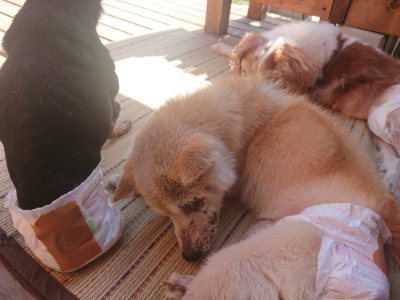 f:id:roukenhome-ann:20190808112256j:plain f:id:roukenhome-ann:20190808112256j:plain