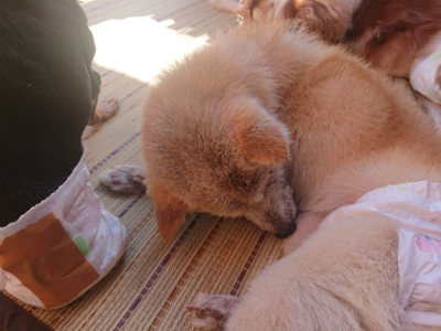 f:id:roukenhome-ann:20190808112305j:plain f:id:roukenhome-ann:20190808112305j:plain