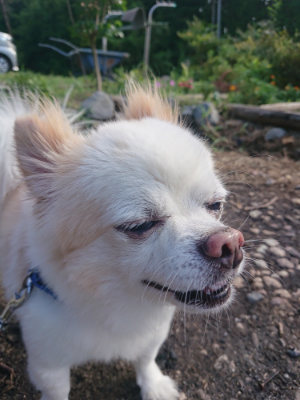 f:id:roukenhome-ann:20190808113135j:plain f:id:roukenhome-ann:20190808113135j:plain