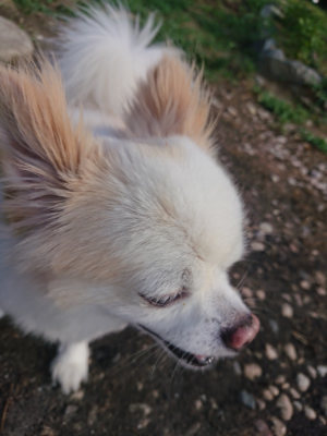 f:id:roukenhome-ann:20190808113145j:plain f:id:roukenhome-ann:20190808113145j:plain