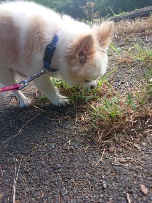 f:id:roukenhome-ann:20190808114716j:plain f:id:roukenhome-ann:20190808114716j:plain
