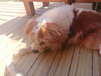 f:id:roukenhome-ann:20190808114751j:plain f:id:roukenhome-ann:20190808114751j:plain