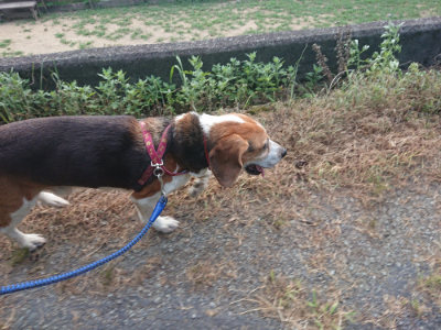 f:id:roukenhome-ann:20190808115007j:plain f:id:roukenhome-ann:20190808115007j:plain