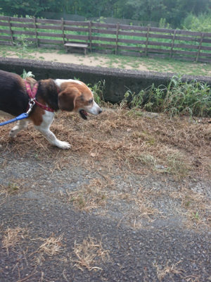 f:id:roukenhome-ann:20190808115018j:plain f:id:roukenhome-ann:20190808115018j:plain