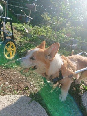 f:id:roukenhome-ann:20190808115129j:plain f:id:roukenhome-ann:20190808115129j:plain