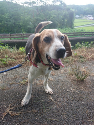 f:id:roukenhome-ann:20190808115404j:plain f:id:roukenhome-ann:20190808115404j:plain