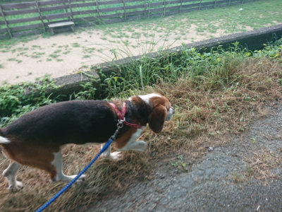 f:id:roukenhome-ann:20190808115457j:plain f:id:roukenhome-ann:20190808115457j:plain