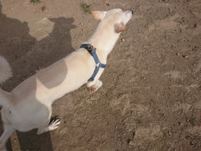f:id:roukenhome-ann:20190808115904j:plain f:id:roukenhome-ann:20190808115904j:plain