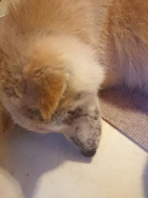 f:id:roukenhome-ann:20190808135528j:plain