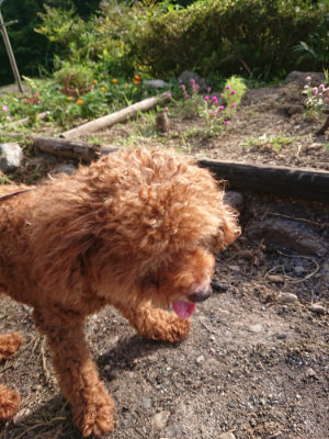 f:id:roukenhome-ann:20190808135542j:plain