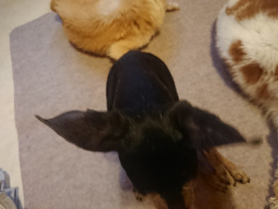 f:id:roukenhome-ann:20190808135551j:plain