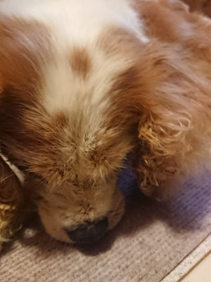 f:id:roukenhome-ann:20190808135641j:plain