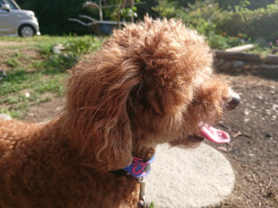 f:id:roukenhome-ann:20190808135736j:plain